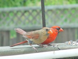cardinals