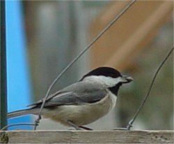 carolina chickadee