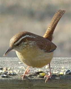carolina wren