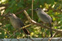 2 catbirds
