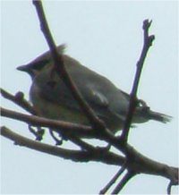 cedar waxwings picture
