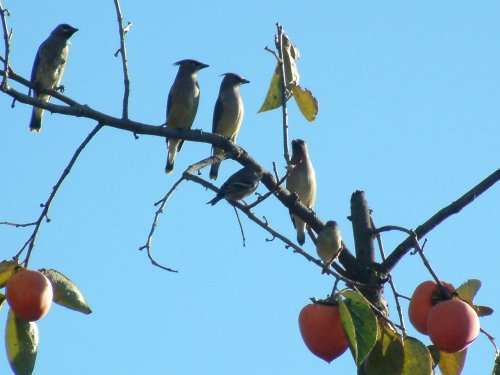 cedar waxwings picture