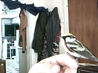chestnut sided warbler photo