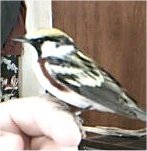 chestnut-sided warbler