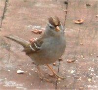 sparrow