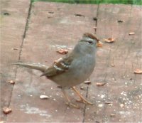 sparrow