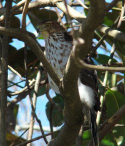hawk bird picture