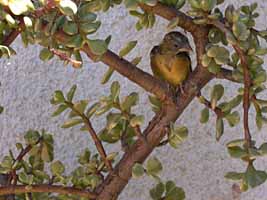 baby goldfinch picture