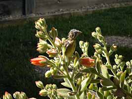 goldfinch picture