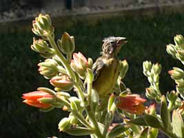 photo goldfinch