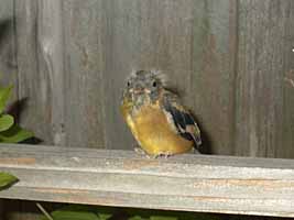 goldfinch