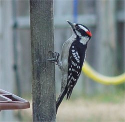 photo downy woodpecker
