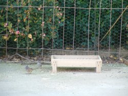 low feeder