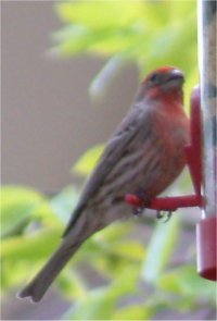 red finch photo