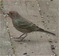 house finch bird
