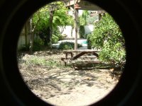 backyard for birds