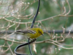 goldfinch bird