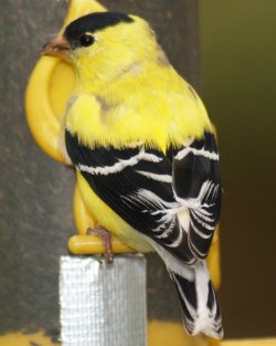 goldfinch