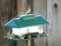 Goldfinch