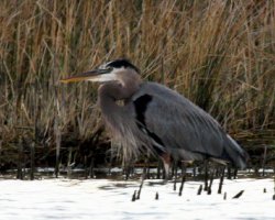 blue heron bird louisiana