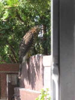 hawk