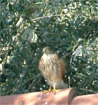 Bird of Prey