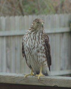 photo hawk