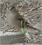 house sparrow photo