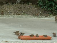 sparrows bird picture