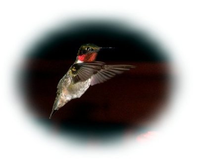 hummingbird picture