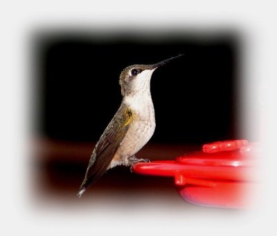 hummingbird picture