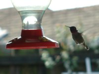 Hummingbird picture