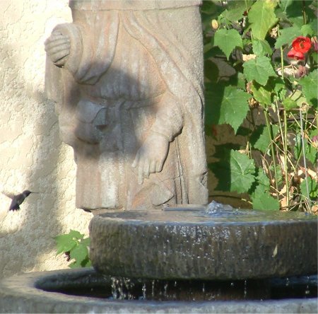 pic 3: hummingbird