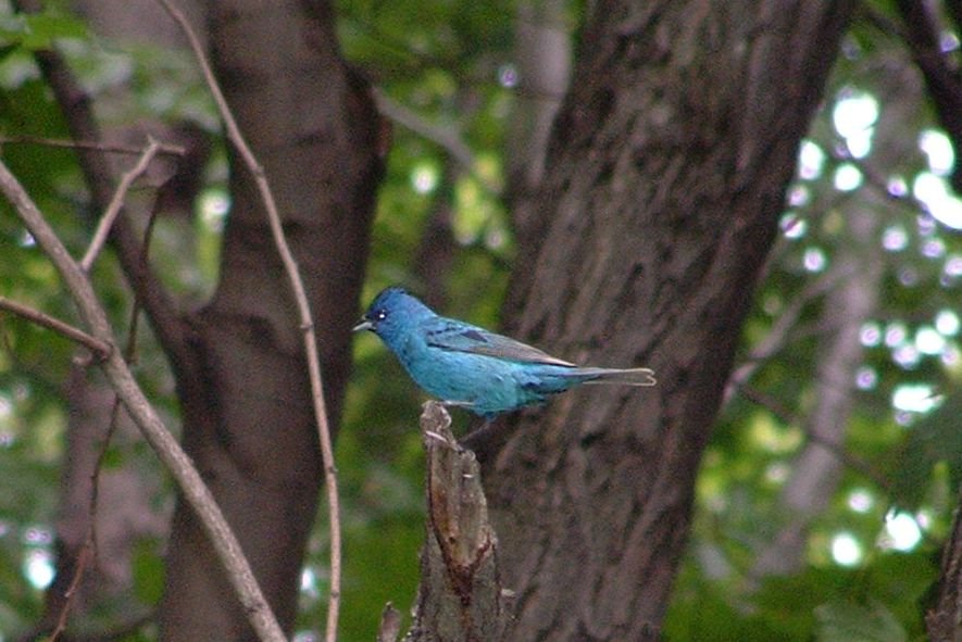 indigo bunting photo