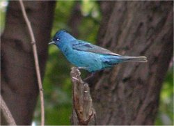 indigo bunting