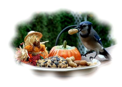 blue jay photo