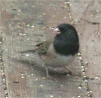 junco bird picture