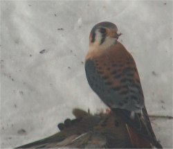 american kestrel
