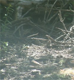 leaves habitat