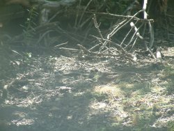 leaves under tree