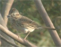 lincoln's sparrow bird picture