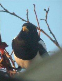 Yellow-billed Magpie