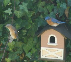 bluebirds photo