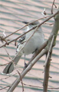 Mockingbird Closeup