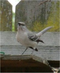 northern mockingbird photo