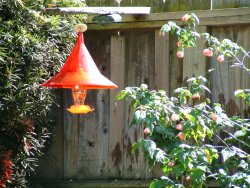 nectar feeder