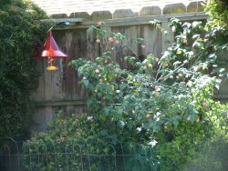 nectar feeder
