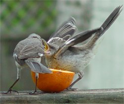 northern mockingbirds