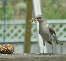 photo mockingbird