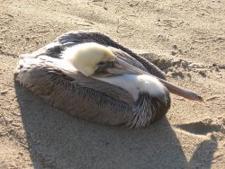 pelican